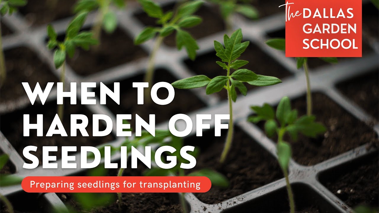 When To Harden Off Seedlings Started Indoors