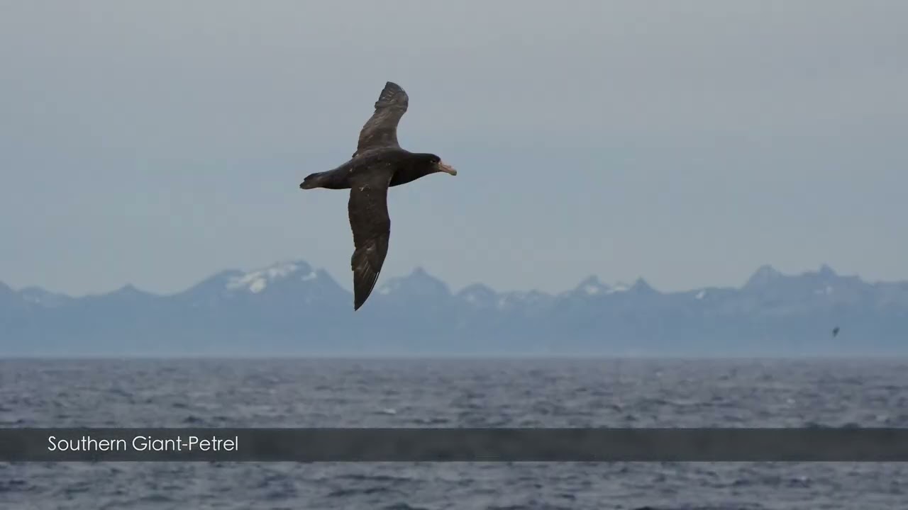 Sea Days = Seabirds