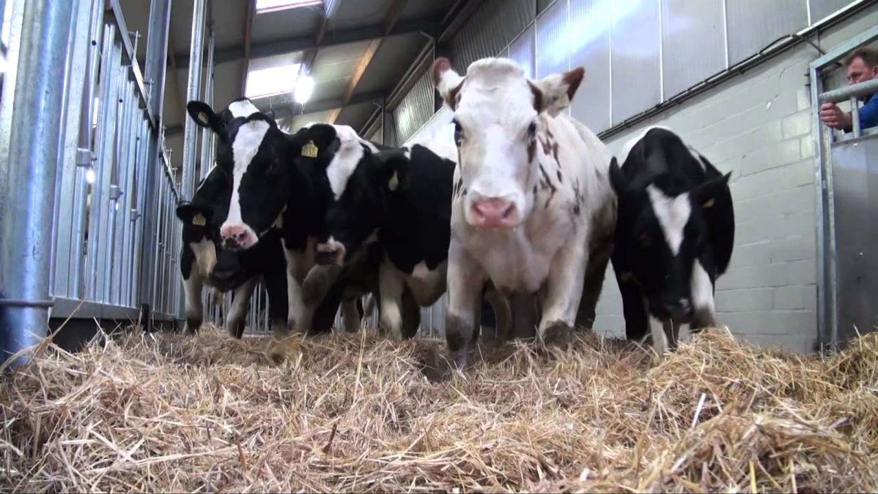 H. van Dommelen Veetransport - CattleCruiser