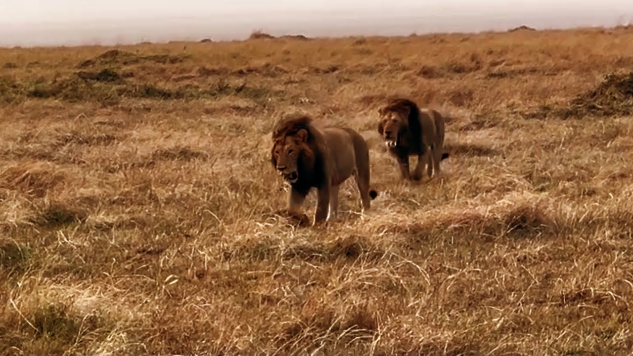 2 Male Lions Chasing a Rival Male | Kijana & Olchore Chasing Chongo Bilashaka | 26 August 2024