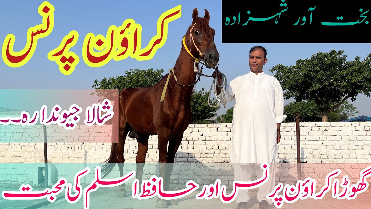 Top Breeder Horse in Pakistan || Crown Prince