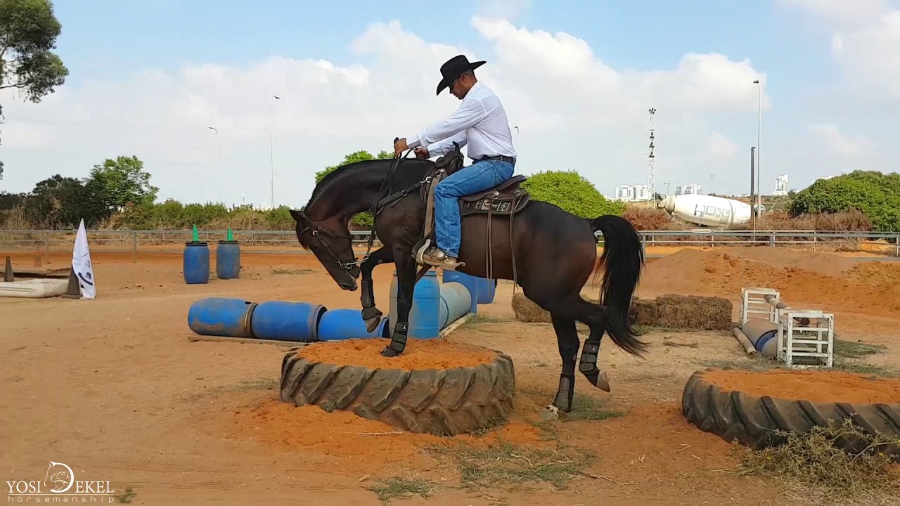 single footing stallion STROMAE-YOSI DEKEL HORSEMANSHIP