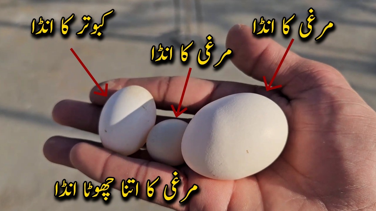My Hen Laid a MICRO Egg! New Aviary Breeding Progress