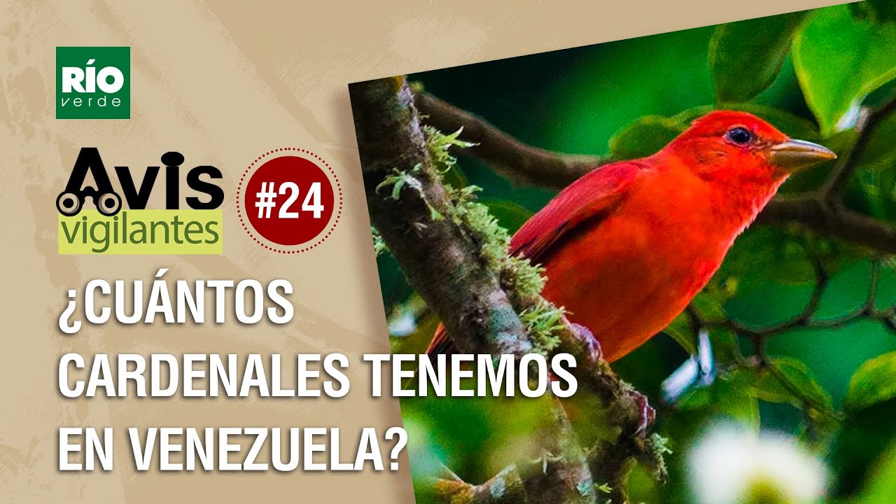 ¿Cuántos cardenales tenemos en Venezuela?  Avis Vigilantes   Episodio #24