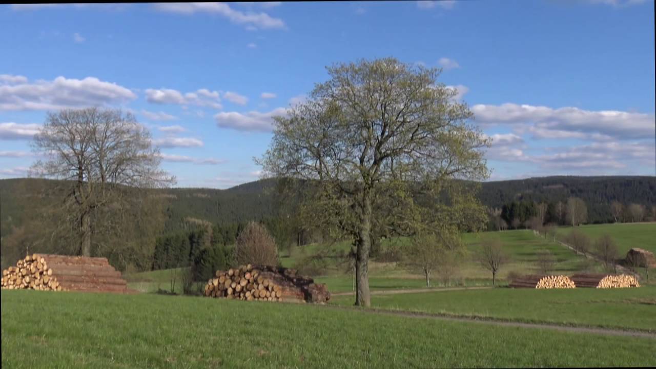 Bergahorn