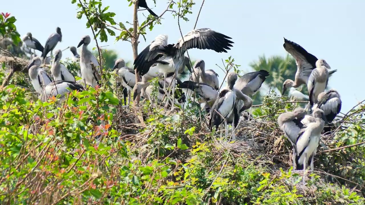 Bird Sanctuary Preserving Habitat, Harmony, and Hope for Feathered Species 00158