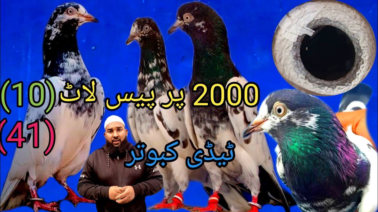 Taddy Kabootar 10 Nomber Golden Kabootar 2000 Pair Peace #pigeon#bird#viralvideo#top 