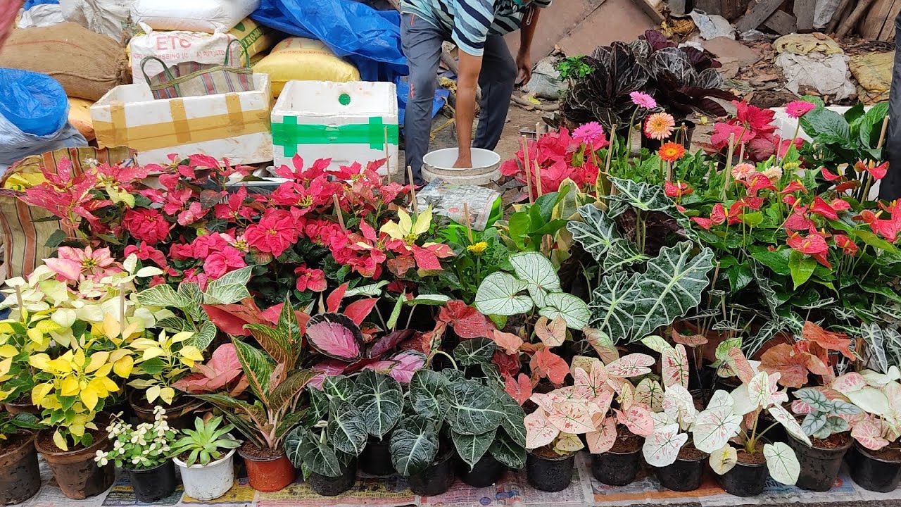 Tala Hat || The Largest Flower Plants Market In Kolkata Visit || Prices Of Lotus Poinsettia Calathea