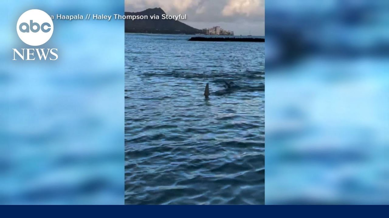 NYC beach shutdown following shark sightings