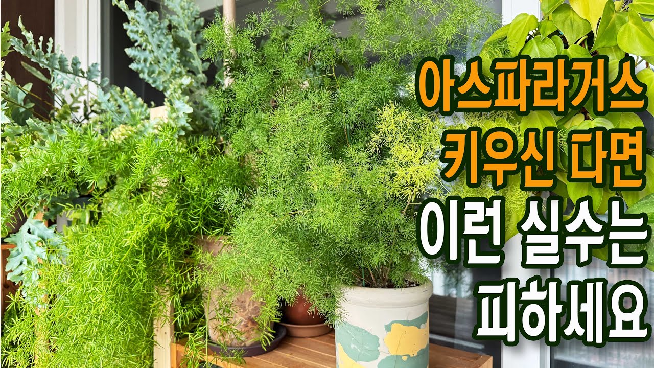 아스파라거스 예쁘게 잘 키우는 방법  /  숱 부족 웃자람 개선 방법 / 아스파라거스 나누스 분갈이, 미리오클라두스, 스프린게리 풍성한 잎 유지 요령