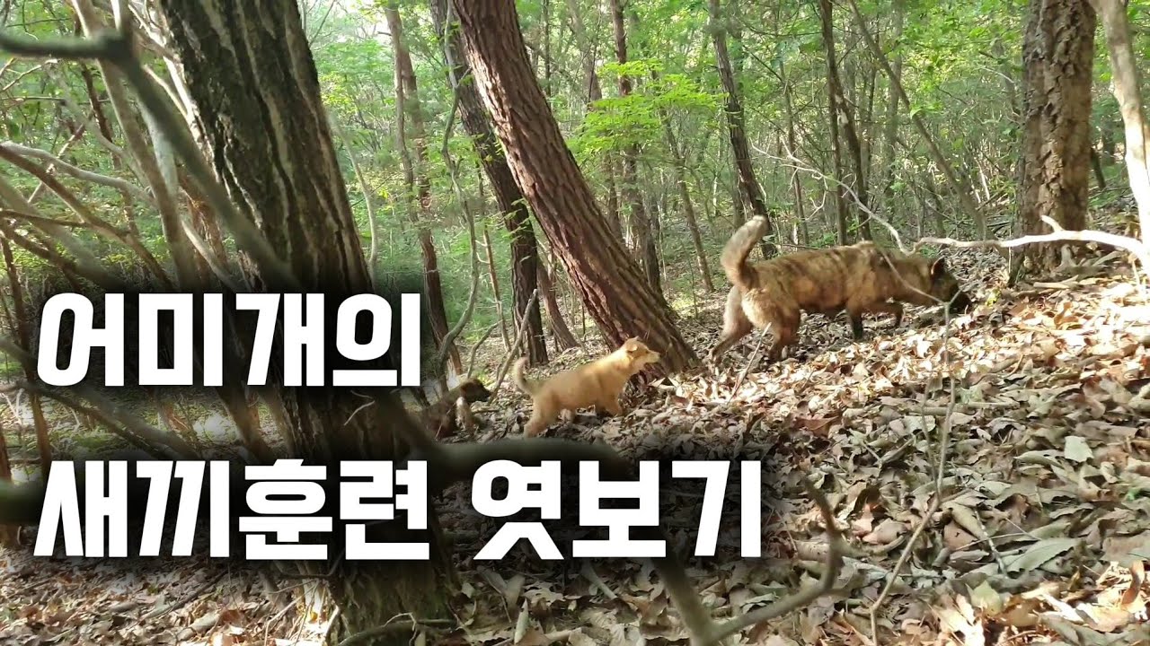 어미 진돗개의 새끼훈련 엿보기