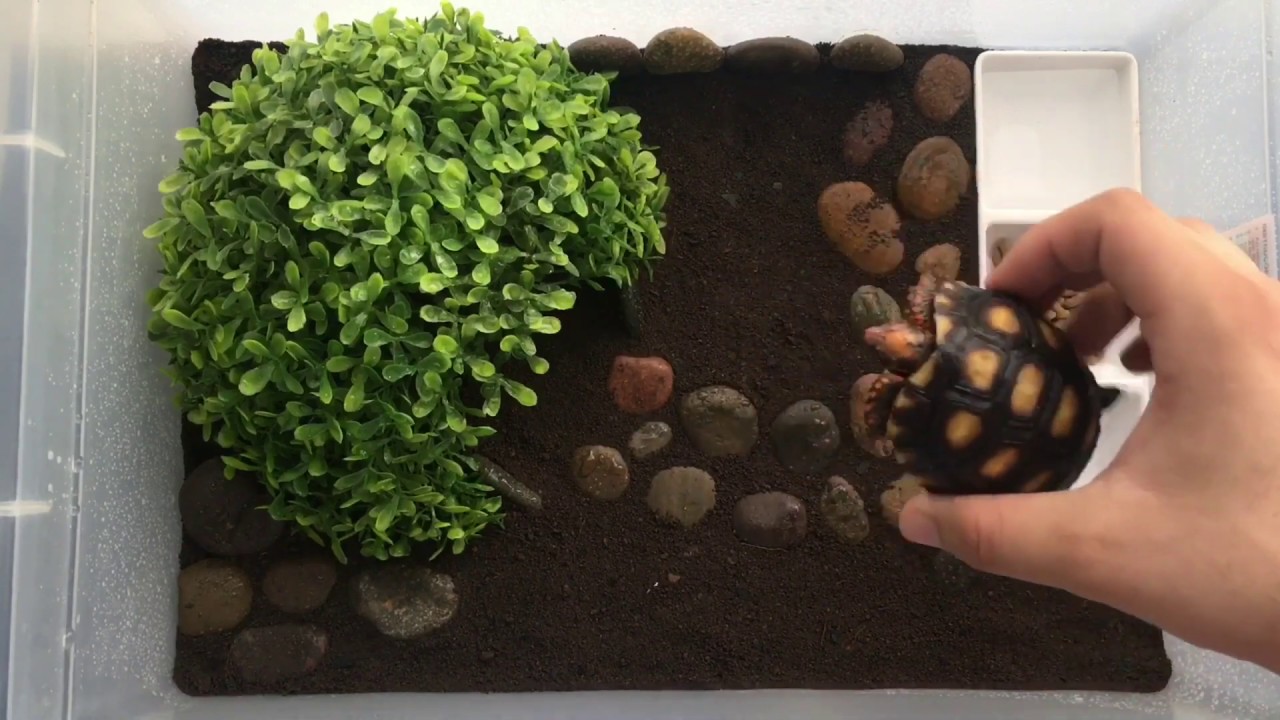 FIZ UM TERRÁRIO PARA MEU NOVO FILHOTE DE #JABUTI GASTANDO POUCO | #RihanPets
