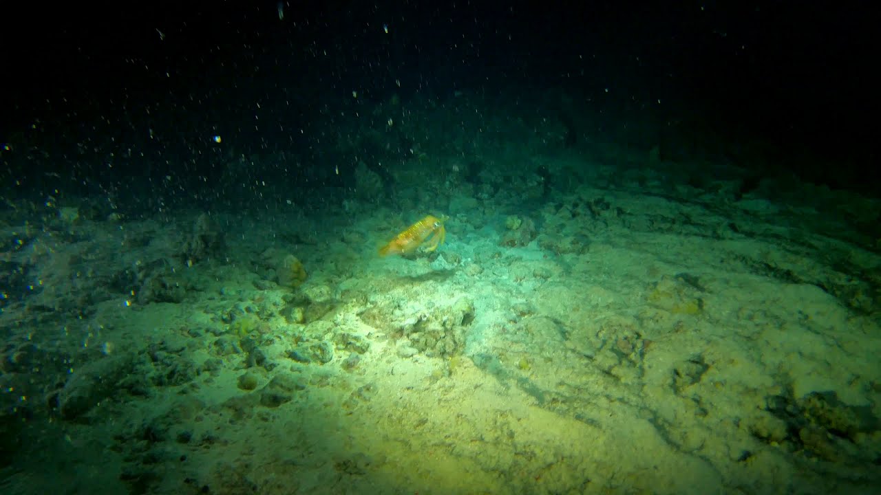 Oahu Hawaii Night Diving with Sharks