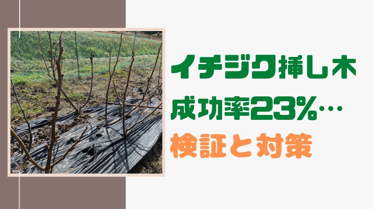 【イチジク挿し木】一年後どうなった？検証と対策【家庭菜園】