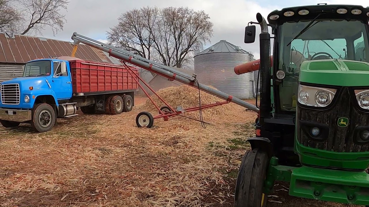 Shelling cob corn with a white 1210 corn Sheller from the 70s  Loading cob corn with a skid steer