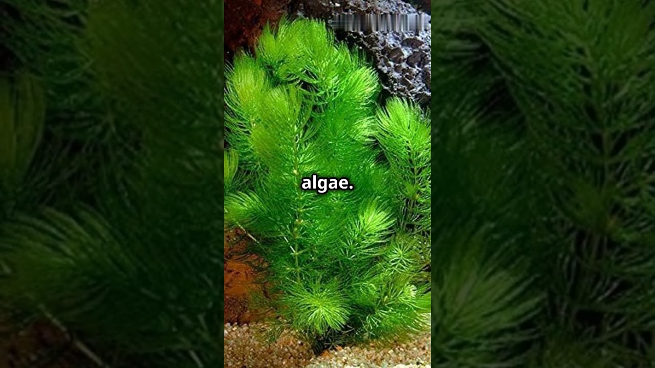 5 Easy Aquatic Plants for a Low-Maintenance Aquarium! #plantedtank #fish #aquariumplants #plants