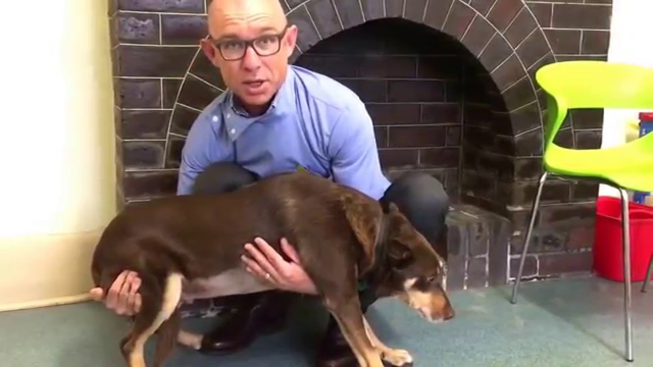 How to lift a dog after surgery