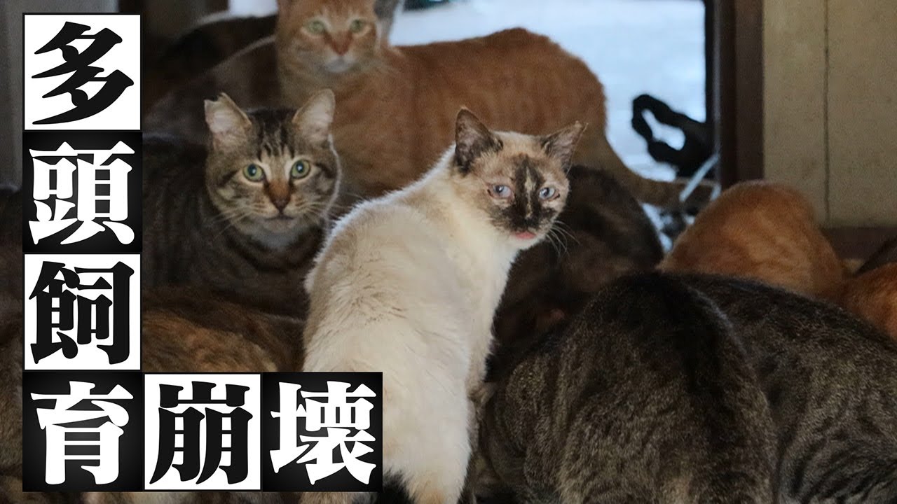 【多頭飼育崩壊】　ネコたちと飼い主を救う女性の戦い　背景に“貧困”“高齢化”“社会的孤立”など複数の要因