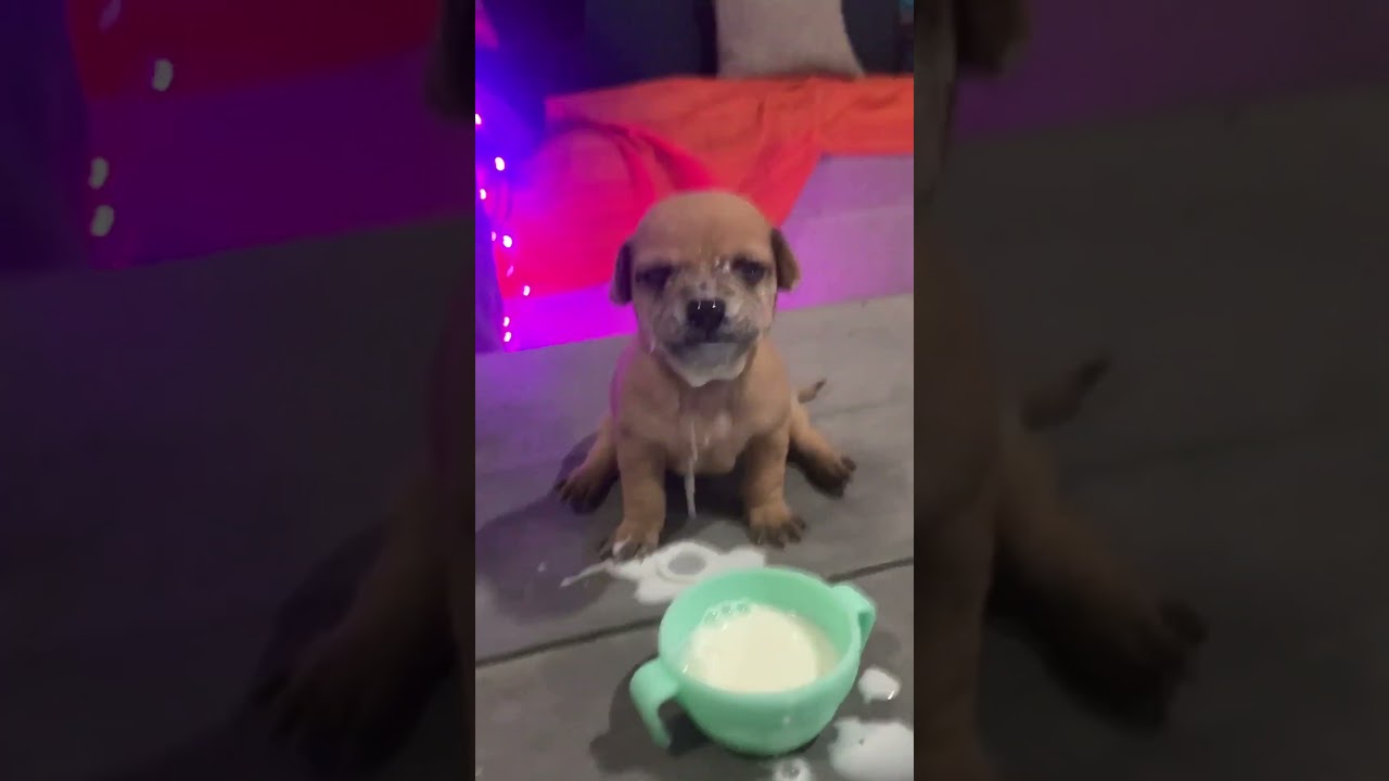 Clumsy Puppy Dunks His Face In Milk! 😂🥛