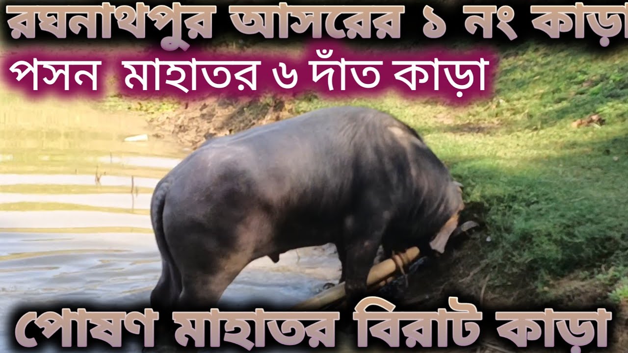 পসন মাহাতর ৬ দাঁত কাড়া