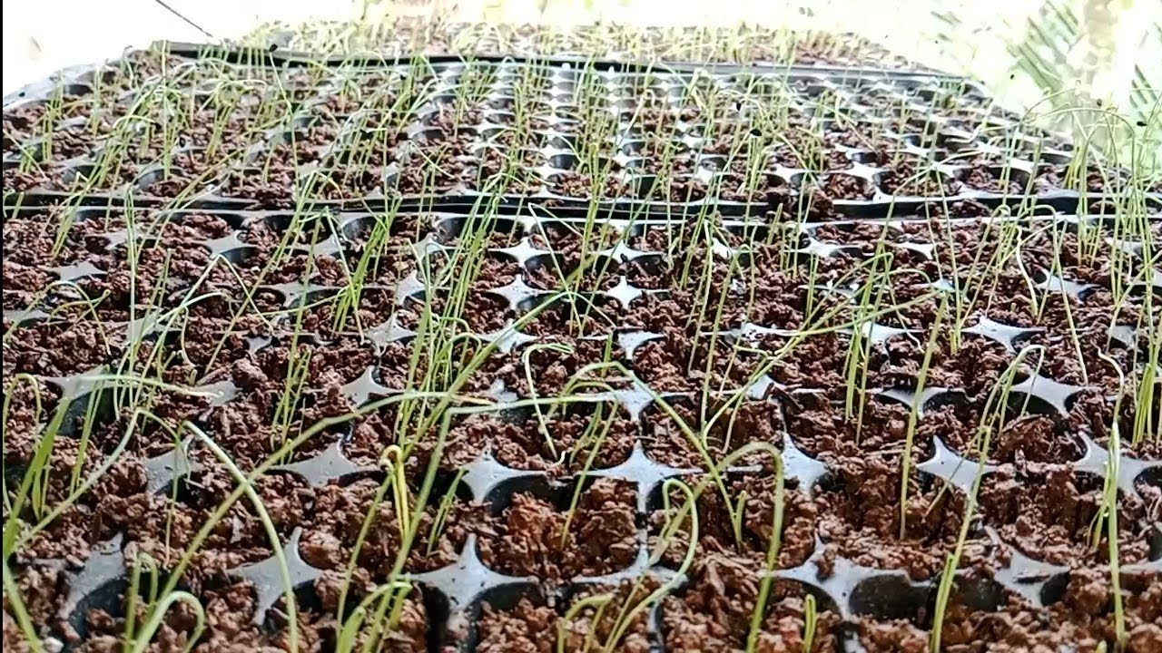 Giant Green Onions After 6 Days #kaprobinsya #greenonion #giantgreenonion 