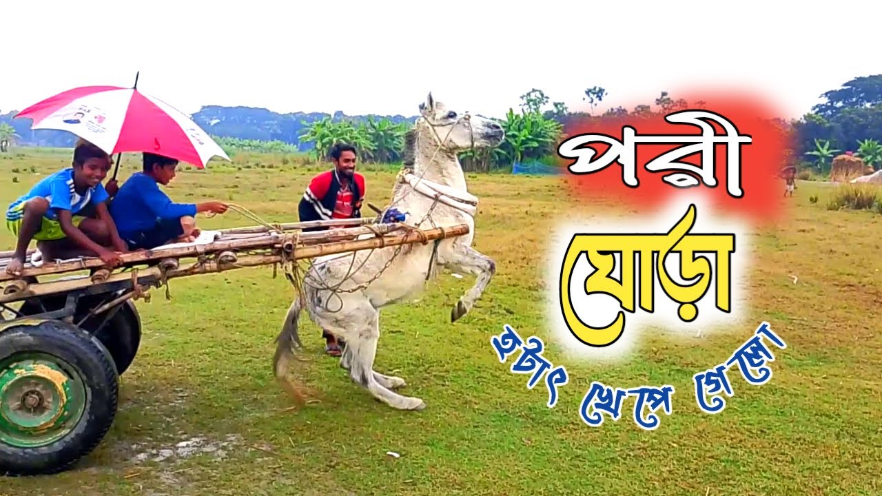 পরী ঘোড়া 🐎 হটাৎ কেঁপে গিলো Village Horse @Shagorvillagelife1