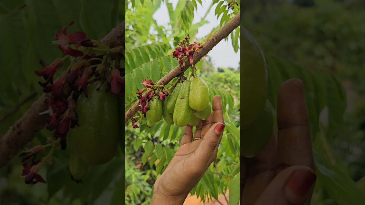 Bilimbi amla (vusiri) harvesting cutting #bilimbi #goosberry #amla #mygarden #organicfarming #short