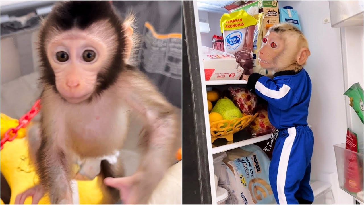 Baby Monkey Dino is afraid alpha will be scolded by Mom for stealing pizza from the refrigerator