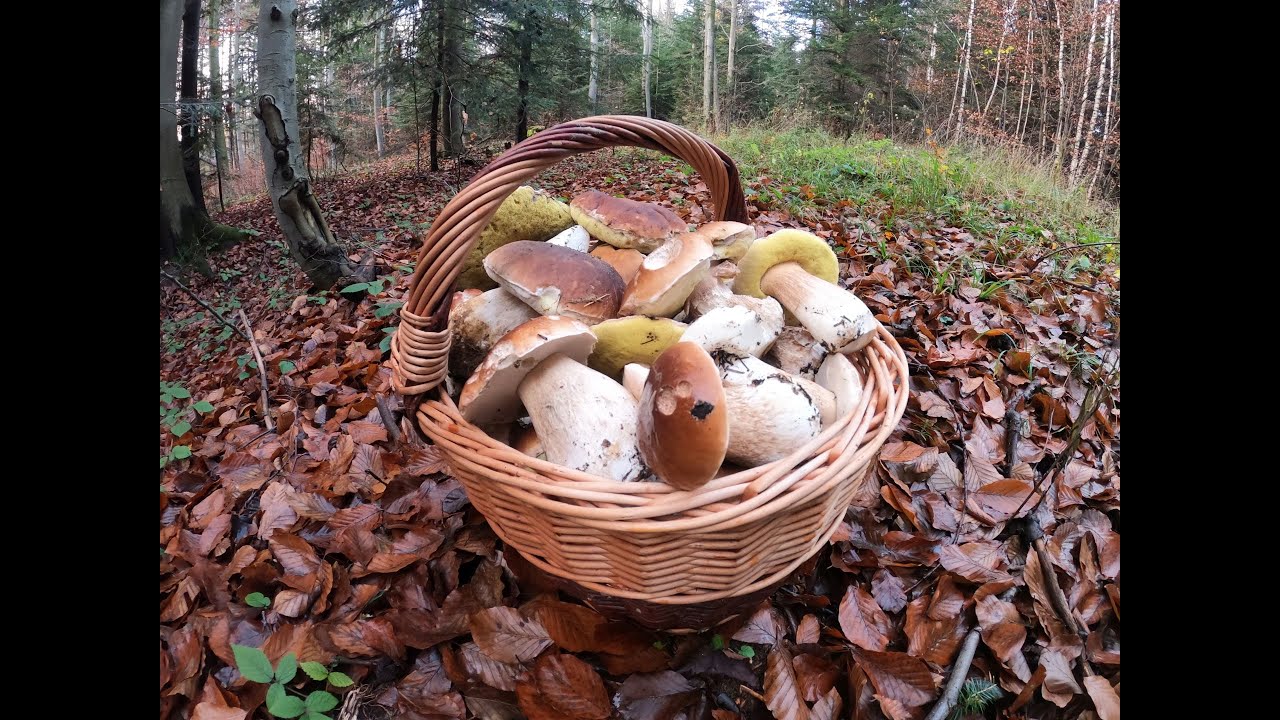 grzyby 2020 Borowiki rosną jak na plantacji. mushrooms грибы fungi Beskid Niski