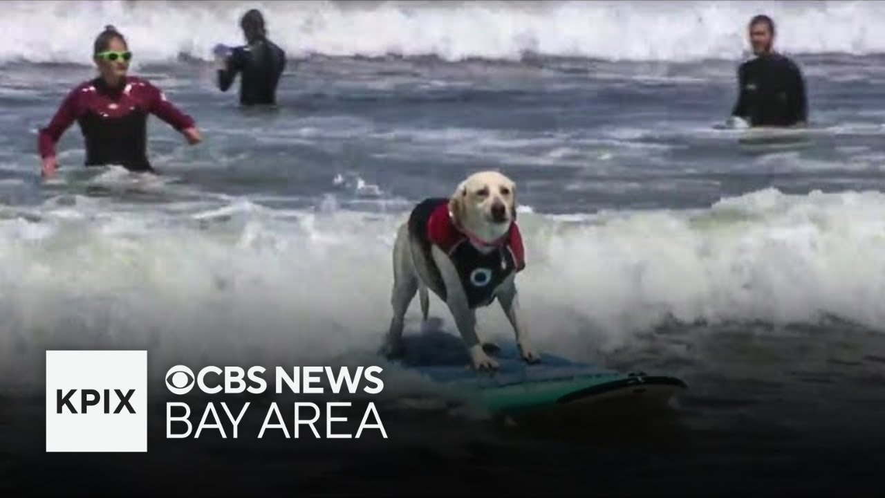Surf-riding dogs draw thousands to Pacifica beach