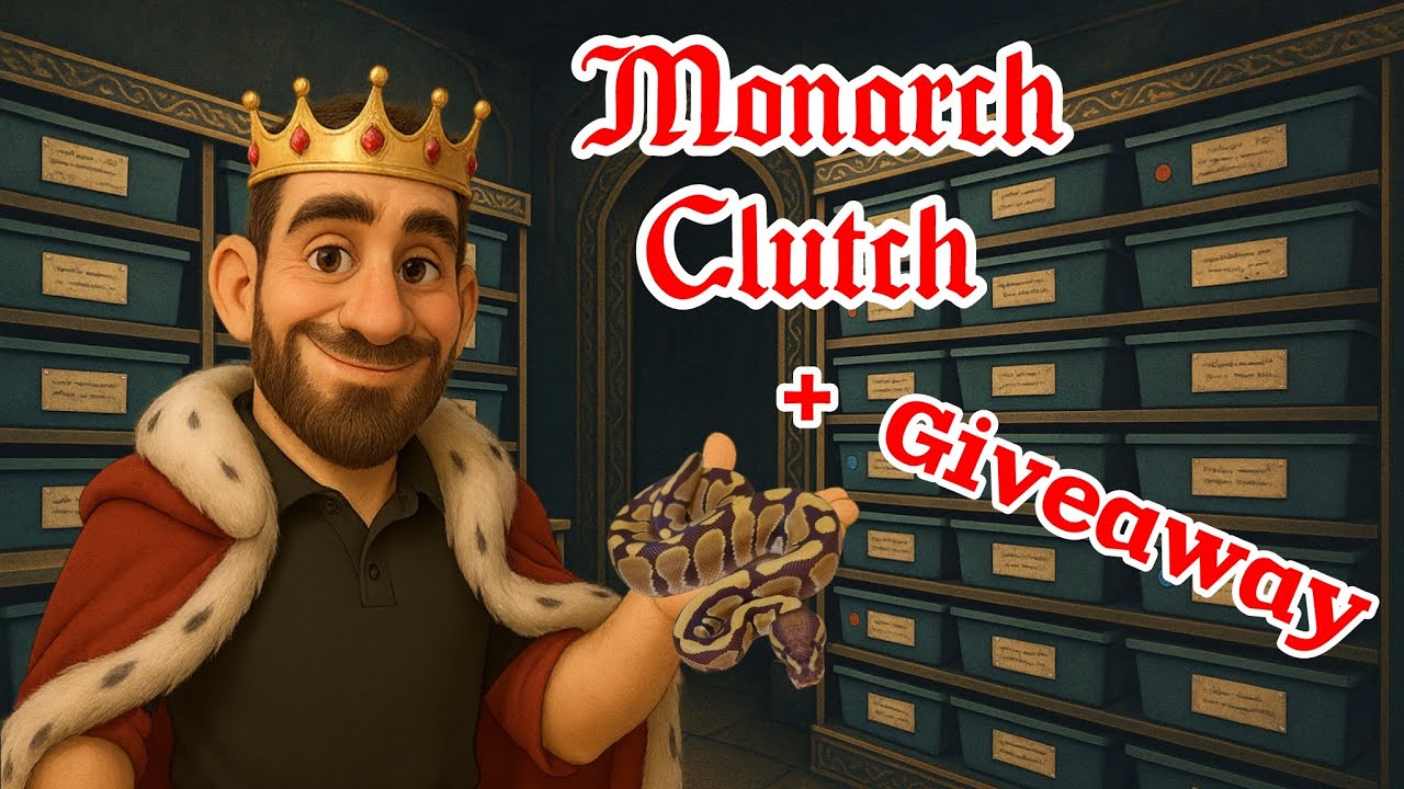 2025 Clutch #12 - “Monarch” Egg Cutting + Giveaway - Breeding Ball Pythons