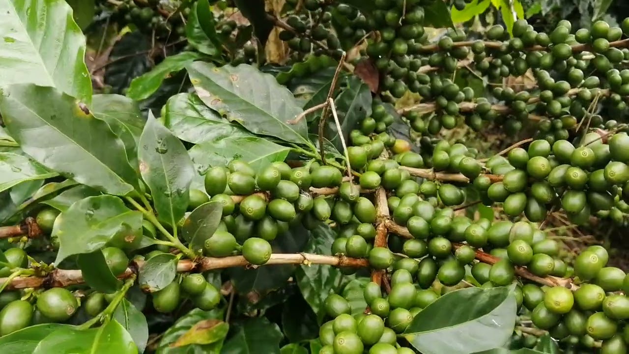 café caturra en buena producción para mayo del 2022 (buena traviesa de café).