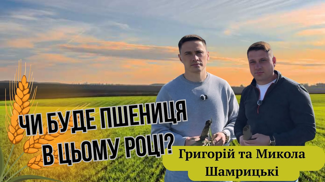 Пшениця після морозів.Польовий аналіз від Григорія та Миколи Шамрицьких