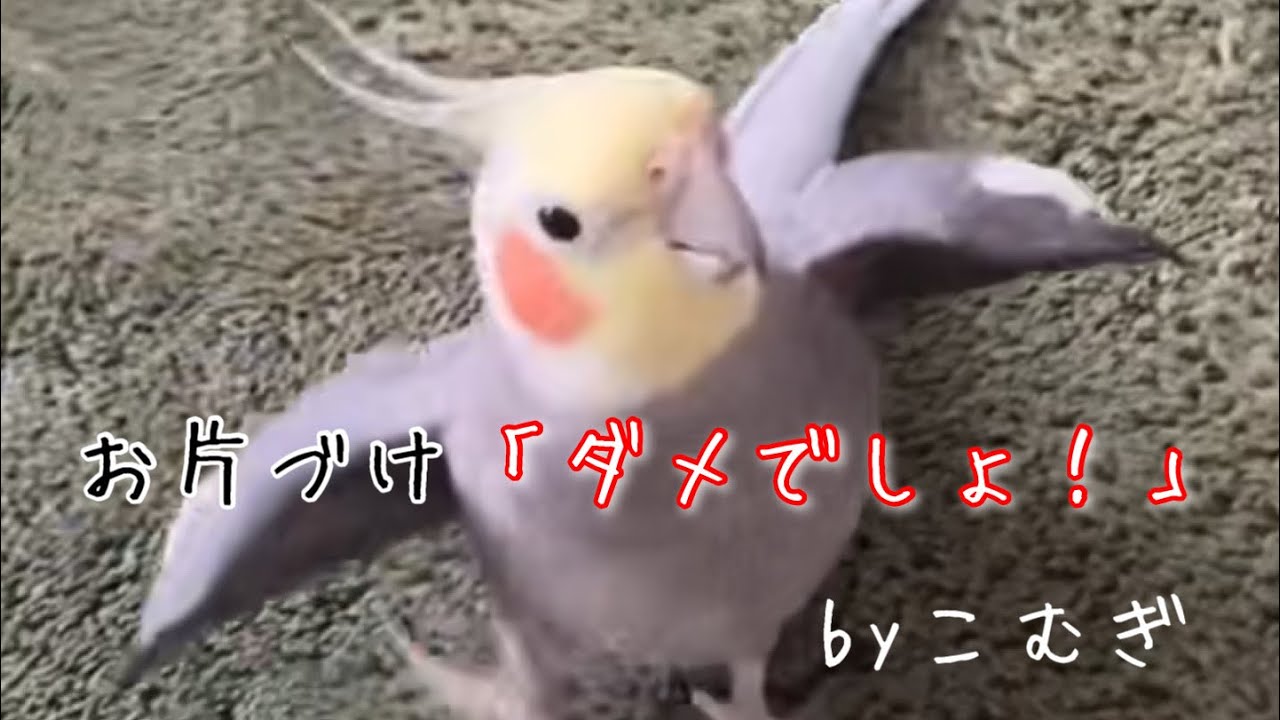 「ダメ！」の使い方が分かっている？オカメインコ「こむぎ」