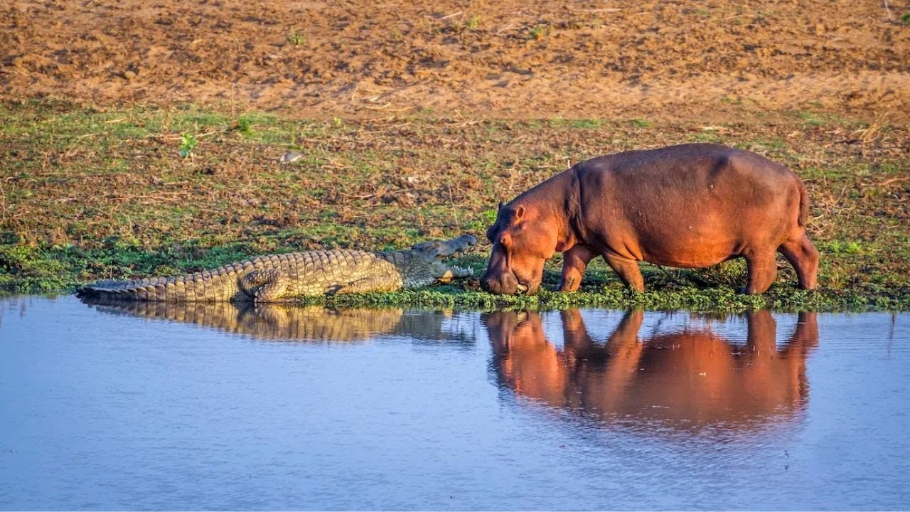 50 Incredible Nature Moments Caught on CCTV Camera