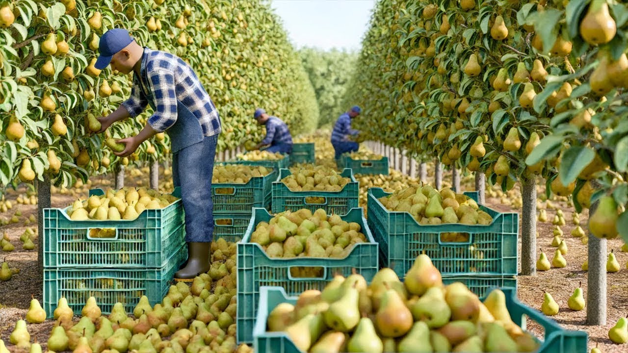 ¿Cómo Italia Produce Toneladas de Pera Anualmente Documental Sobre Agricultura