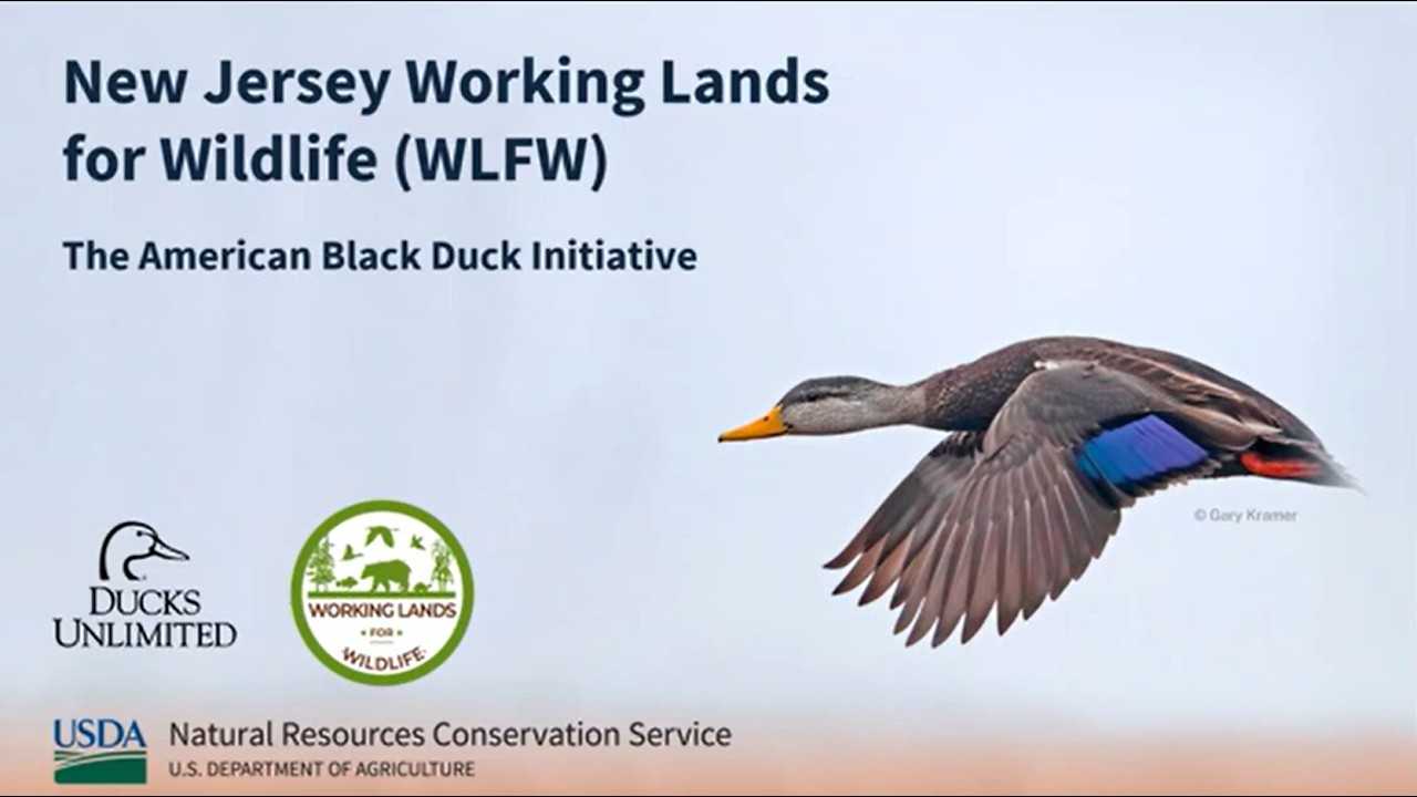 Wildlife Wednesdays Webinar Series: American Black Duck Ecology & Conservation