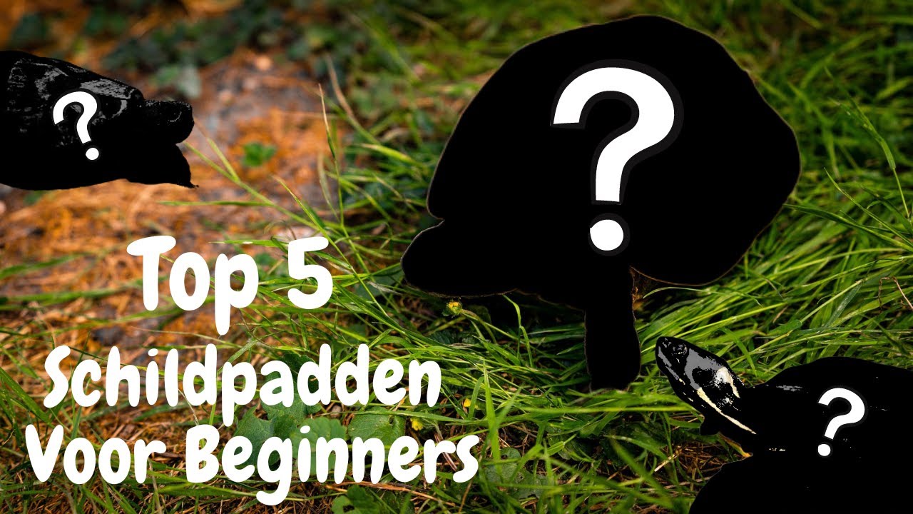 Top 5 Schildpadden Voor Beginners!