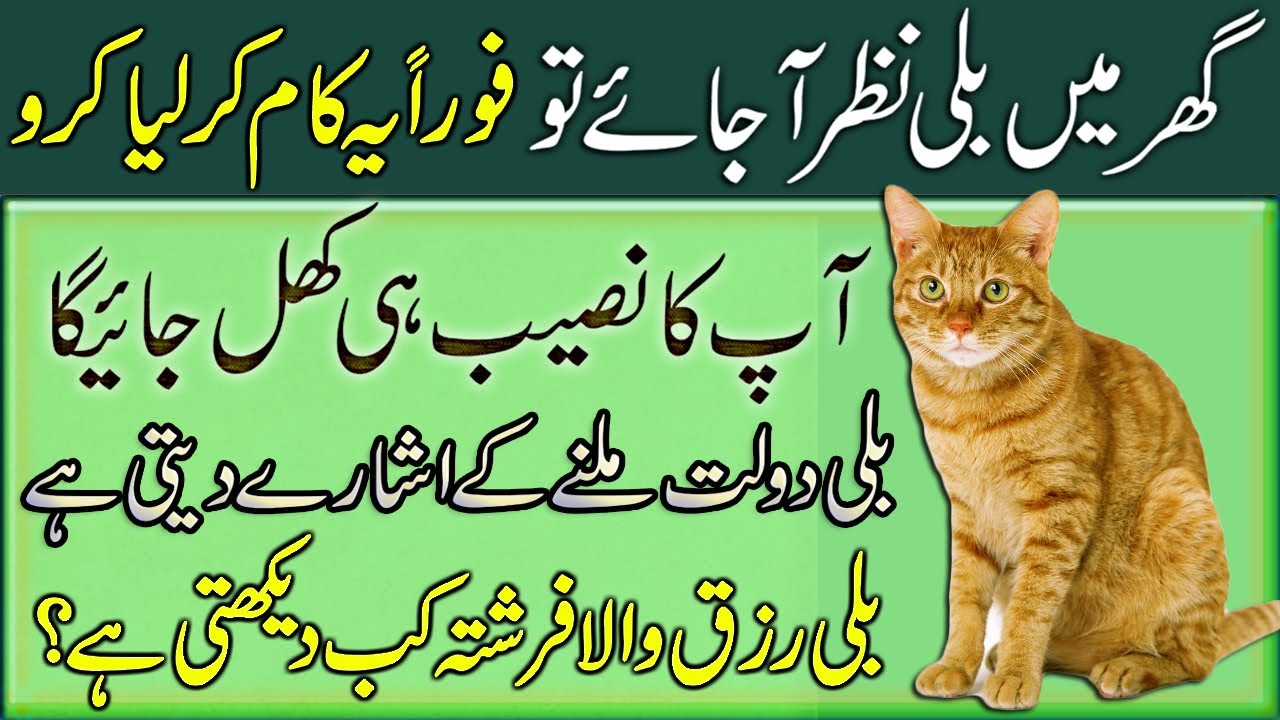 Ghar Mein Billi Nazar Ajaye Tou | Foran Ye Kam Liya Karo | How Is A Cat Reared In House?