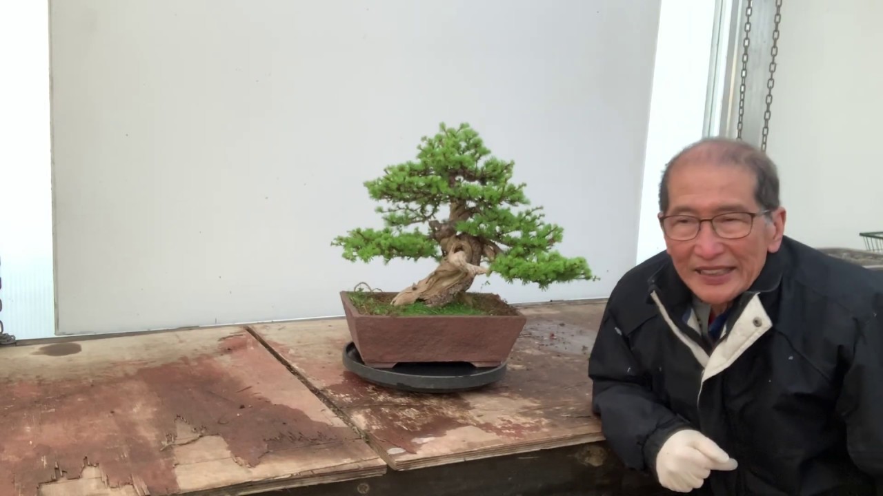 Styling A Larch