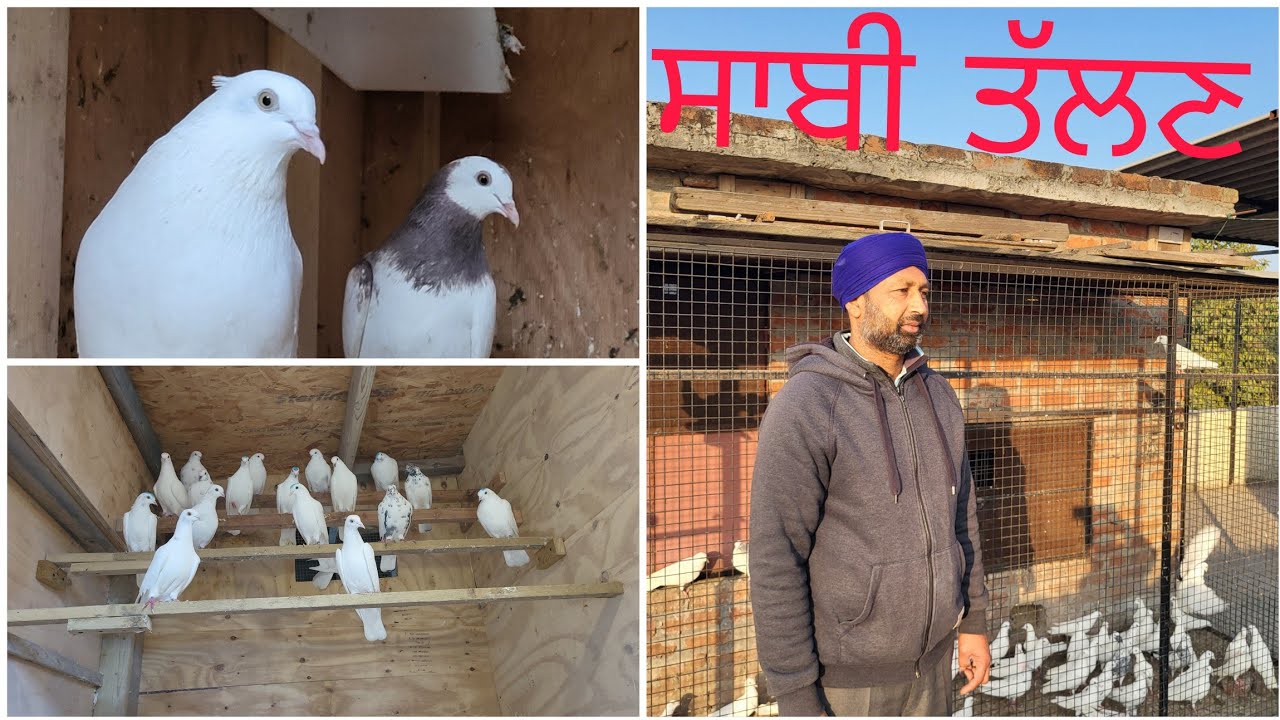 Sabhi Talhan.. ਸਾਬੀ ਤੱਲਣ ਦੇ ਕਬੂਤਰ ਤੇ ਗੱਲਬਾਤ.. ਇਹ ਕਬੂਤਰ ਕੱਲੇ ਕੱਲੇ ਰਹਿ ਕੇ ਜਿੱਤੇ ਨੇ.. 9888306910