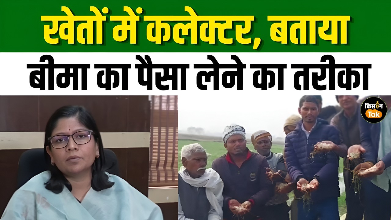MP News: बारिश से बर्बाद फसलों का जायाद लेने पहुंचीं कलेक्टर, बताई किसानों के फायदे की बात