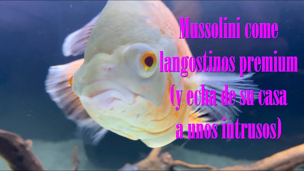Mussolini Come Langostinos Premium ~ Mussolini El Dross Del Pez