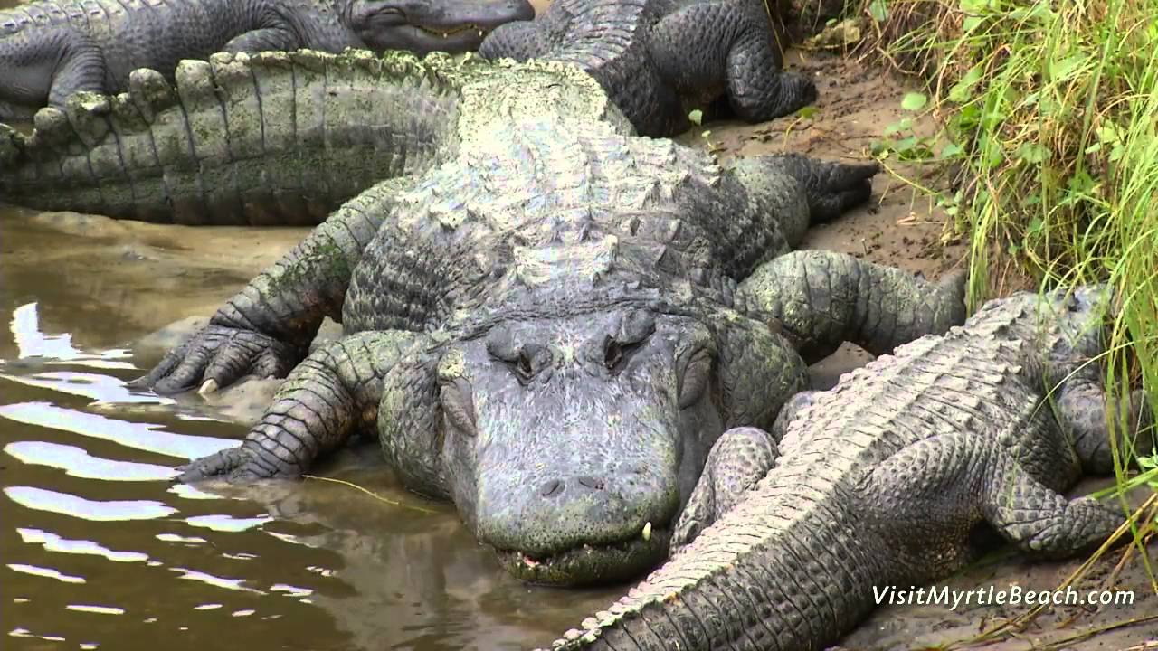 Alligator Adventure - North Myrtle Beach, South Carolina
