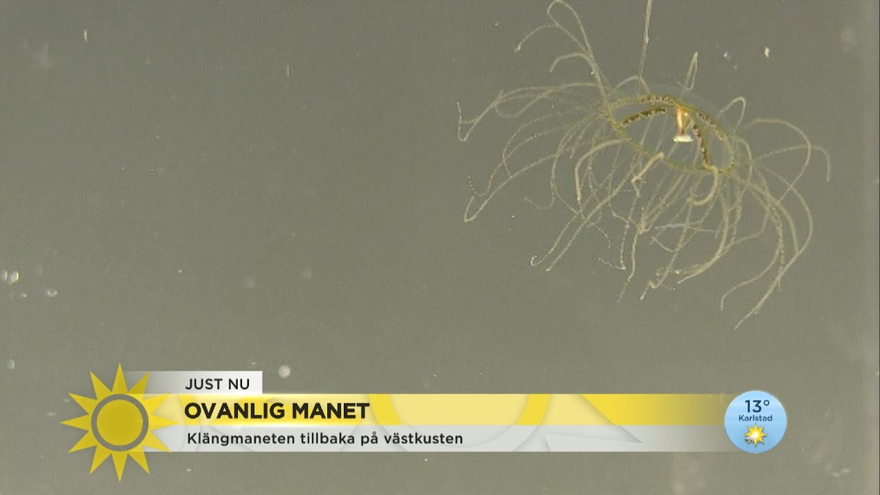 Ovanliga maneten tillbaka på västkusten efter 88 år: ”Bränner mer” - Nyheterna (TV4)