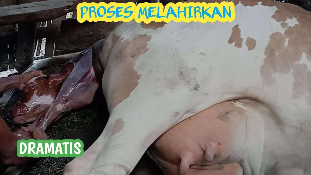DRAMATIS.. ‼️ PROSES SAPI MELAHIRKAN‼️