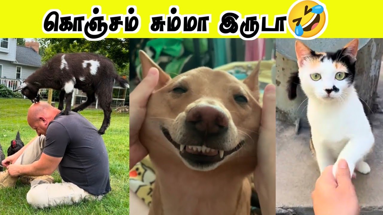 ஆட்டுக்குட்டியின் அட்டகாசங்கள்😂 | படுத்துறாயா என்ன🤣 | Hoomans