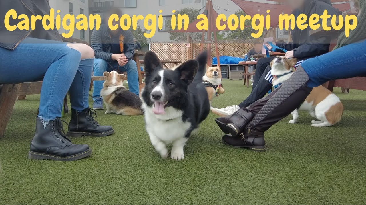 Cardigan welsh corgi hangs out with many other corgis | Totle the corgi Ep.45