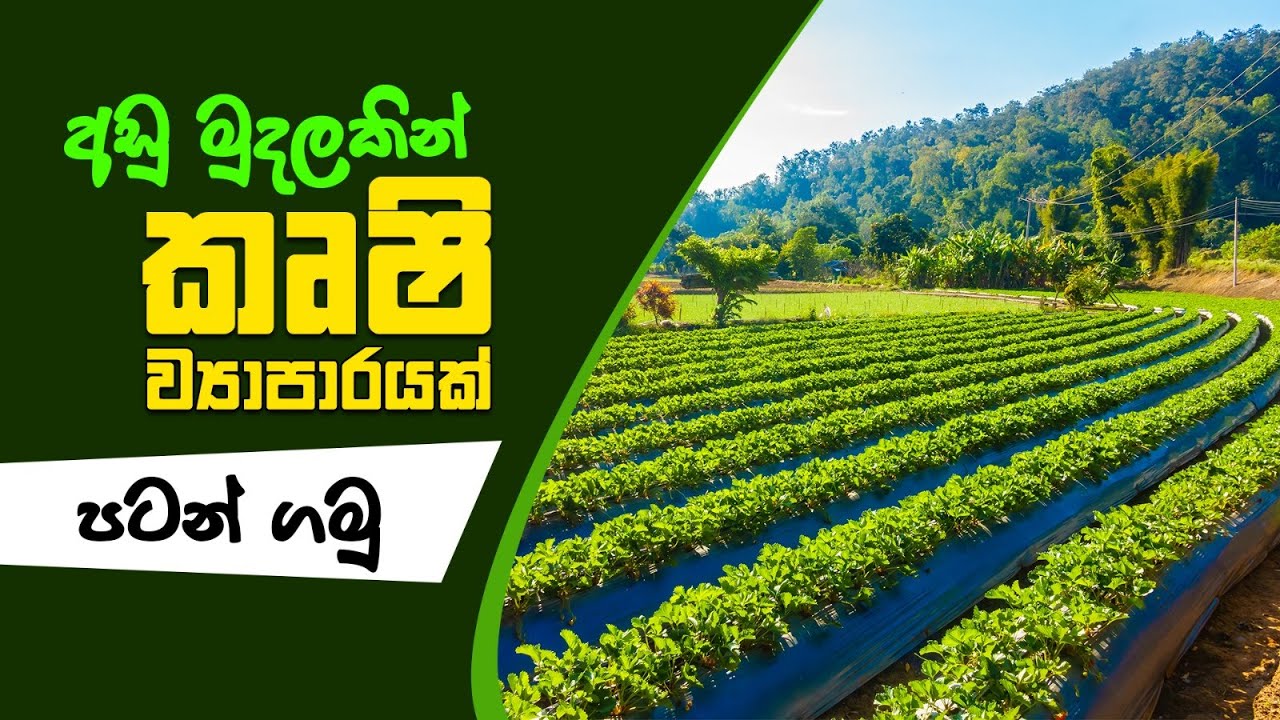 ඔබටත් පුළුවන් අඩු මුදලින් කෘෂි ව්‍යාපාරයක් පටන් ගන්න | Start an agricultural business #agriculture