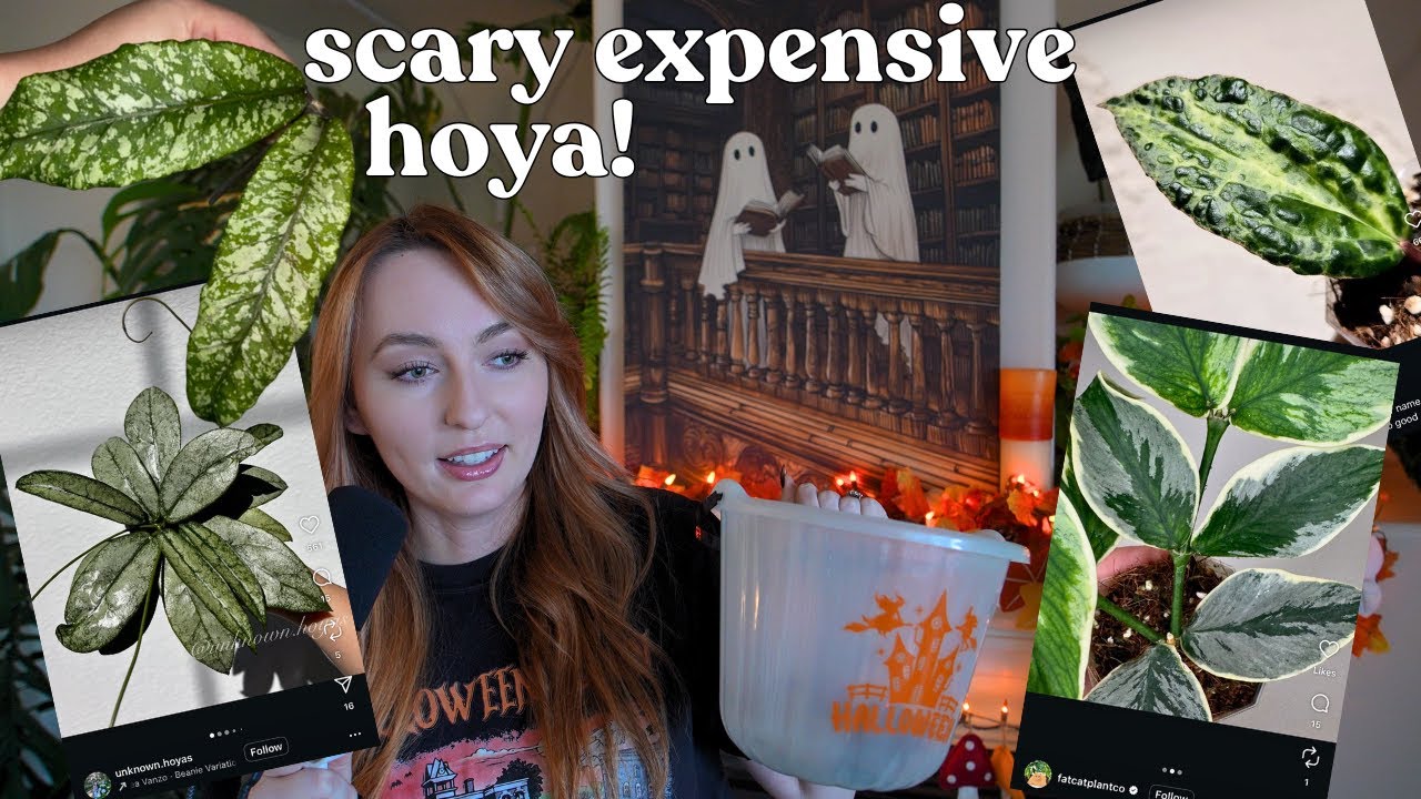 🎃 новая хойя на рынке по пугающим ценам 😱